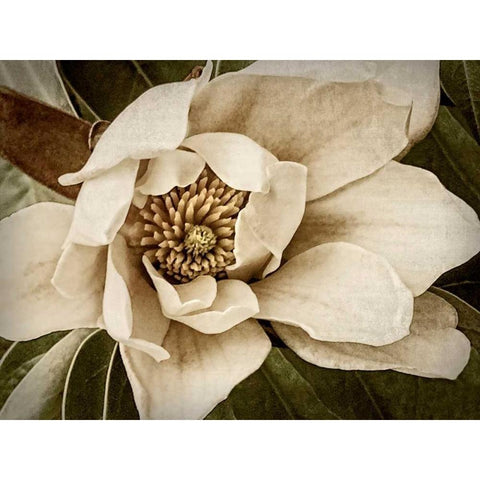 Classic Magnolia I Black Modern Wood Framed Art Print by Perry, Rachel