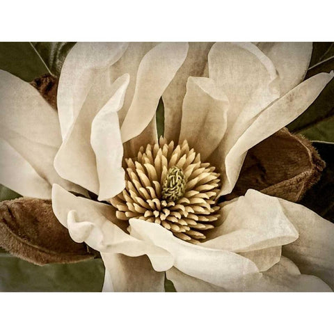 Classic Magnolia II Black Modern Wood Framed Art Print by Perry, Rachel