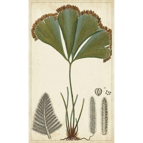 40x24 Foliage Botanique I (ASH) Black Modern Wood Framed Art Print by Turpin