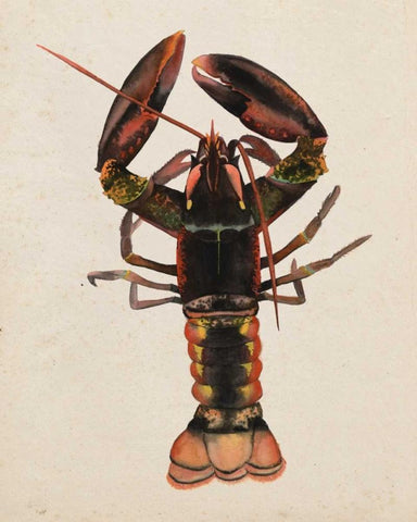 Sea Dweller I White Modern Wood Framed Art Print with Double Matting by Popp, Grace