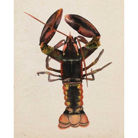 Sea Dweller I Gold Ornate Wood Framed Art Print with Double Matting by Popp, Grace