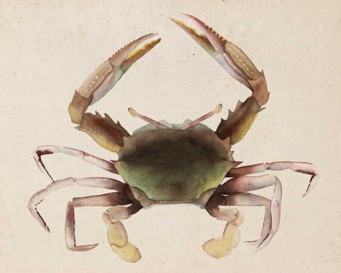 Sea Dweller IV White Modern Wood Framed Art Print with Double Matting by Popp, Grace