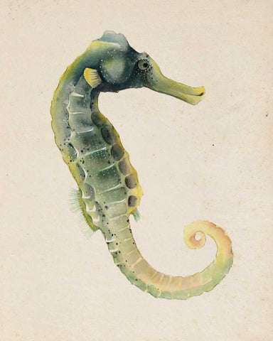 Sea Dweller VI Black Ornate Wood Framed Art Print with Double Matting by Popp, Grace