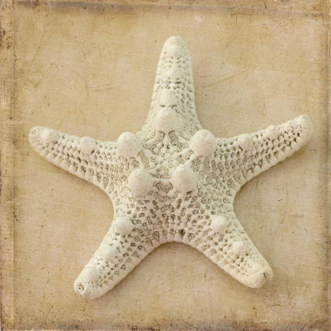 Sepia Shell I White Modern Wood Framed Art Print by Stalus, Judy