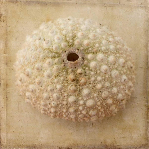 Sepia Shell II White Modern Wood Framed Art Print by Stalus, Judy