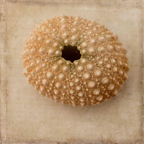 Sepia Shell III Black Modern Wood Framed Art Print by Stalus, Judy