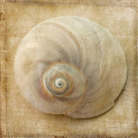 Sepia Shell VI Black Modern Wood Framed Art Print by Stalus, Judy