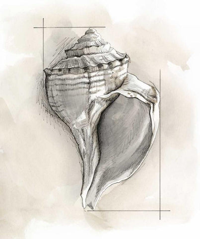 Shell Schematic I White Modern Wood Framed Art Print with Double Matting by Meagher, Megan