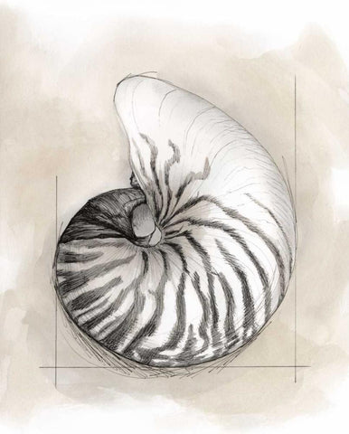 Shell Schematic II White Modern Wood Framed Art Print with Double Matting by Meagher, Megan