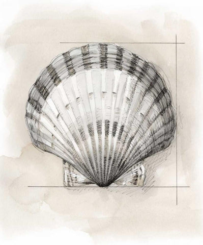Shell Schematic III White Modern Wood Framed Art Print with Double Matting by Meagher, Megan