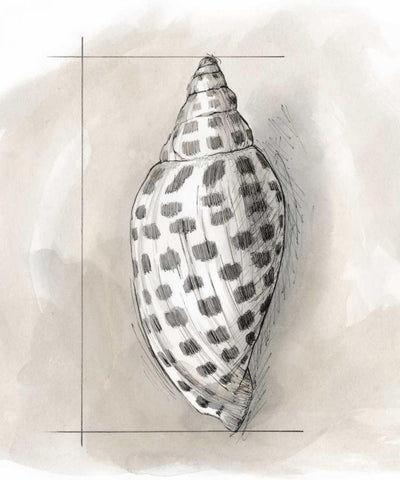 Shell Schematic IV Black Ornate Wood Framed Art Print with Double Matting by Meagher, Megan