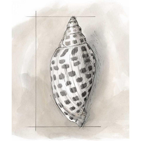 Shell Schematic IV Gold Ornate Wood Framed Art Print with Double Matting by Meagher, Megan