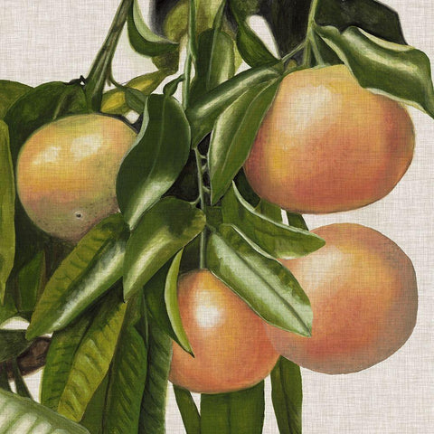 Bright Citrus II Black Ornate Wood Framed Art Print with Double Matting by McCavitt, Naomi