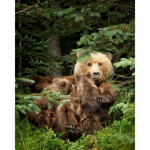 Bears at Play IV Gold Ornate Wood Framed Art Print with Double Matting by PHBurchett