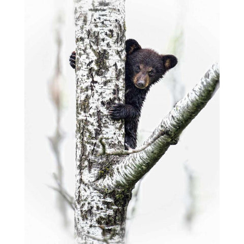 Bears at Play V Black Modern Wood Framed Art Print with Double Matting by PHBurchett