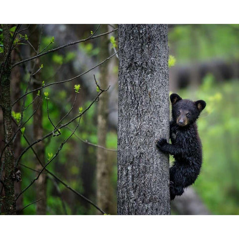 Bears at Play VI Black Modern Wood Framed Art Print with Double Matting by PHBurchett