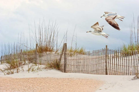 Water Bird Glimpse I White Modern Wood Framed Art Print with Double Matting by Burchett, PH