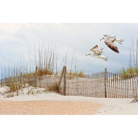 Water Bird Glimpse I Black Modern Wood Framed Art Print by Burchett, PH