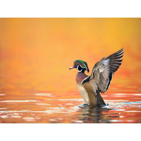 Water Bird Glimpse III Black Modern Wood Framed Art Print with Double Matting by Burchett, PH