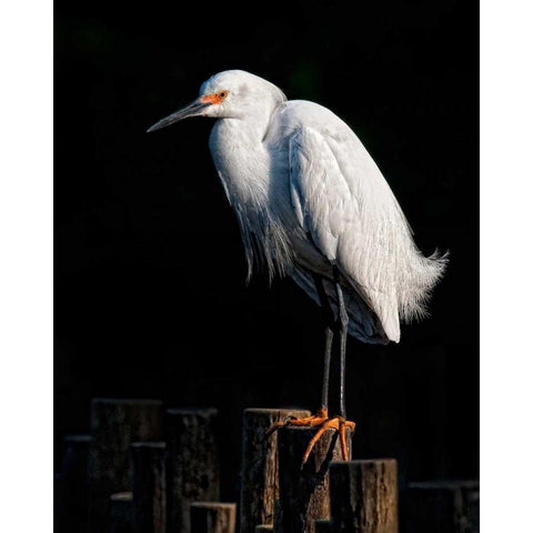 Water Bird Glimpse IV White Modern Wood Framed Art Print by Burchett, PH