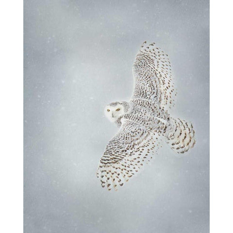 Owl in Flight II White Modern Wood Framed Art Print by Burchett, PH