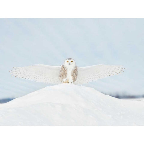 Owl in Flight III White Modern Wood Framed Art Print by Burchett, PH