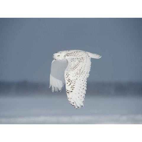 Owl in Flight IV White Modern Wood Framed Art Print by Burchett, PH