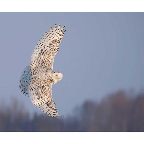 Owl in Flight V Black Modern Wood Framed Art Print with Double Matting by Burchett, PH