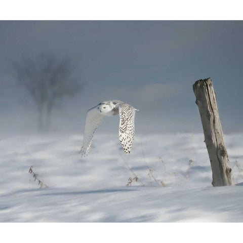 Owl in Flight VI Black Modern Wood Framed Art Print with Double Matting by Burchett, PH