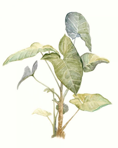 Tropical Watercolor Leaves IV White Modern Wood Framed Art Print with Double Matting by Meagher, Megan