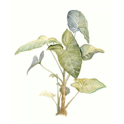 Tropical Watercolor Leaves IV Black Modern Wood Framed Art Print by Meagher, Megan