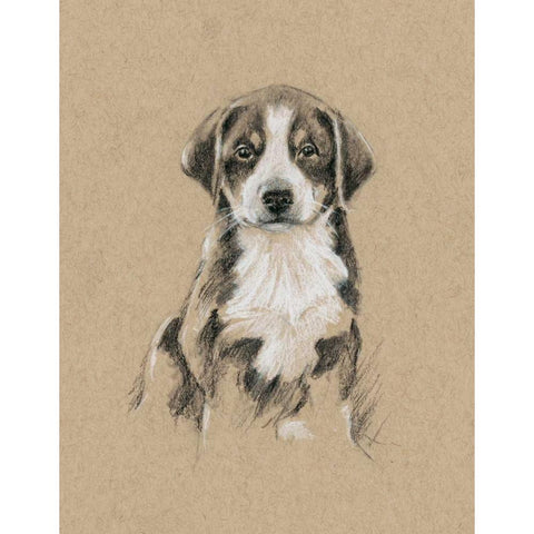 Breed Sketches II Gold Ornate Wood Framed Art Print with Double Matting by Harper, Ethan