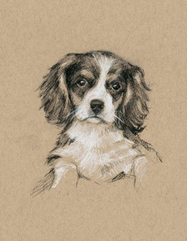 Breed Sketches III White Modern Wood Framed Art Print with Double Matting by Harper, Ethan