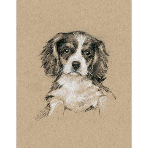 Breed Sketches III Black Modern Wood Framed Art Print with Double Matting by Harper, Ethan