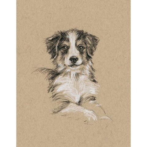 Breed Sketches IV White Modern Wood Framed Art Print by Harper, Ethan