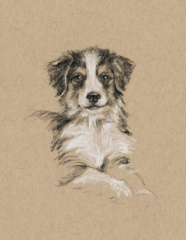 Breed Sketches IV Black Ornate Wood Framed Art Print with Double Matting by Harper, Ethan