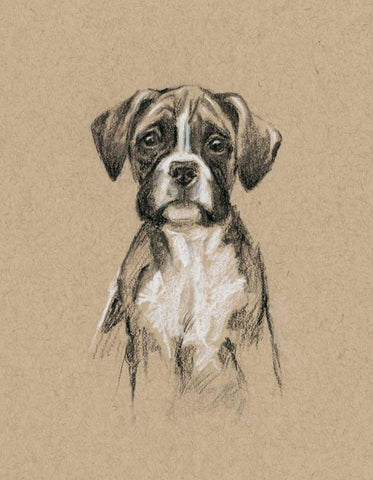 Breed Sketches V Black Ornate Wood Framed Art Print with Double Matting by Harper, Ethan