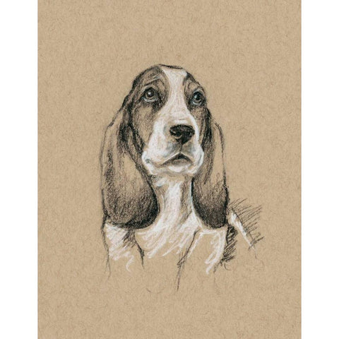 Breed Sketches VI White Modern Wood Framed Art Print by Harper, Ethan