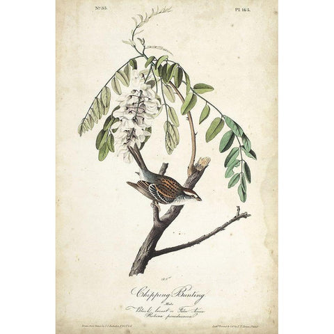 Delicate Bird and Botanical I Black Modern Wood Framed Art Print with Double Matting by Audubon, John James