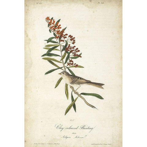 Delicate Bird and Botanical II White Modern Wood Framed Art Print by Audubon, John James