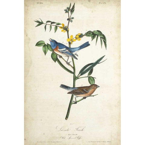 Delicate Bird and Botanical IV White Modern Wood Framed Art Print by Audubon, John James