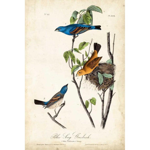 Blue Song Grosbeak White Modern Wood Framed Art Print by Audubon, John James