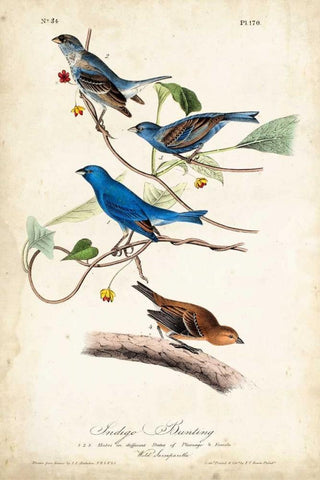 Indigo Bunting White Modern Wood Framed Art Print with Double Matting by Audubon, John James