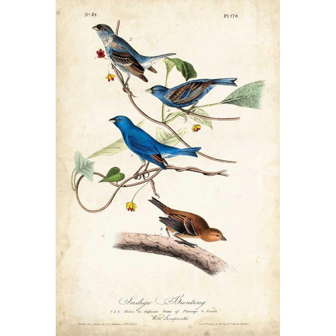 Indigo Bunting Black Modern Wood Framed Art Print with Double Matting by Audubon, John James