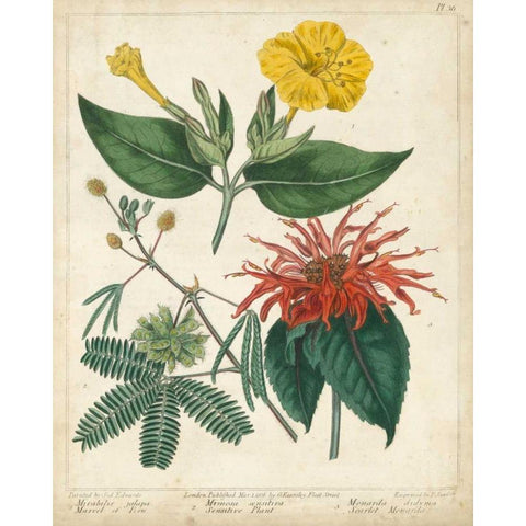 Summer Beauties I Gold Ornate Wood Framed Art Print with Double Matting by Edwards, Sydenham
