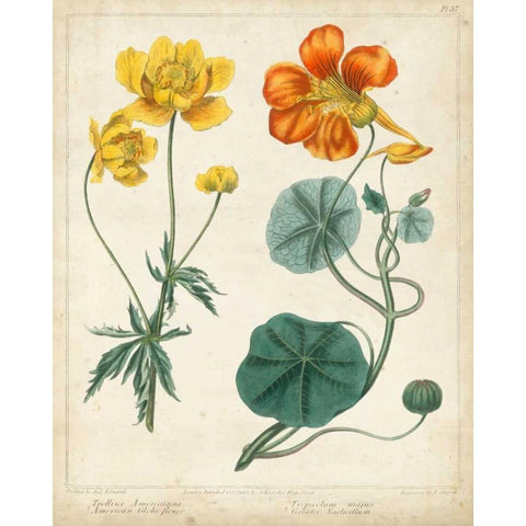 Summer Beauties II Gold Ornate Wood Framed Art Print with Double Matting by Edwards, Sydenham