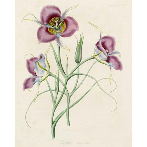 Lavender Blooms I Black Modern Wood Framed Art Print by Unknown