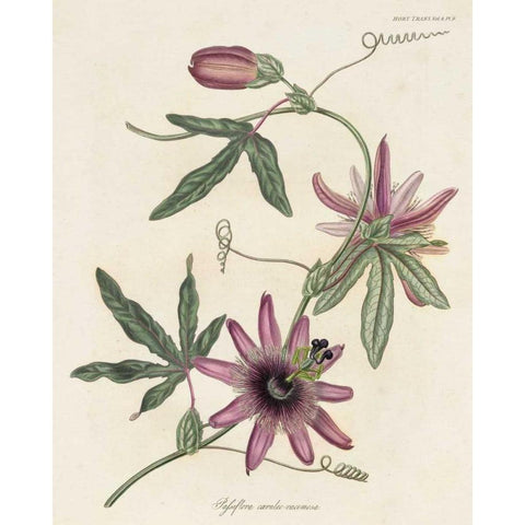 Lavender Blooms II Black Modern Wood Framed Art Print with Double Matting by Unknown