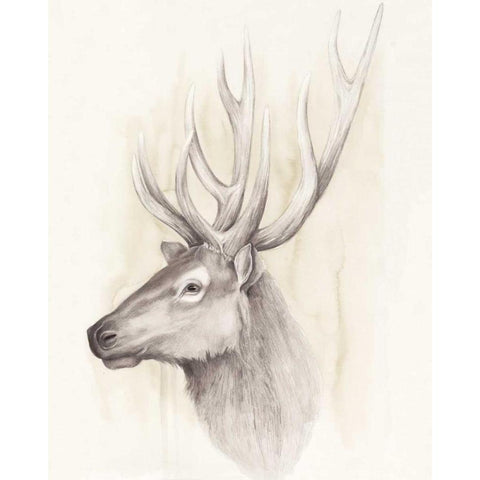 American Wilderness III Black Modern Wood Framed Art Print by Popp, Grace