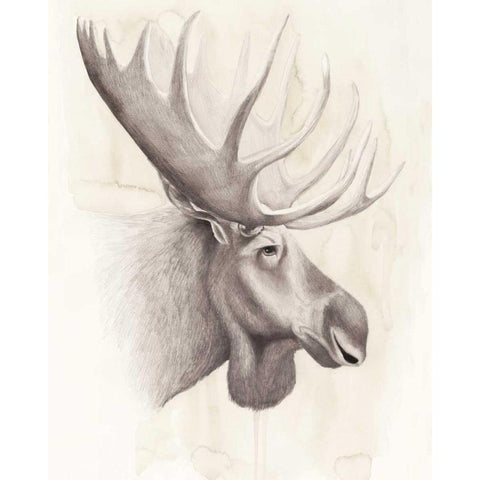 American Wilderness IV White Modern Wood Framed Art Print by Popp, Grace